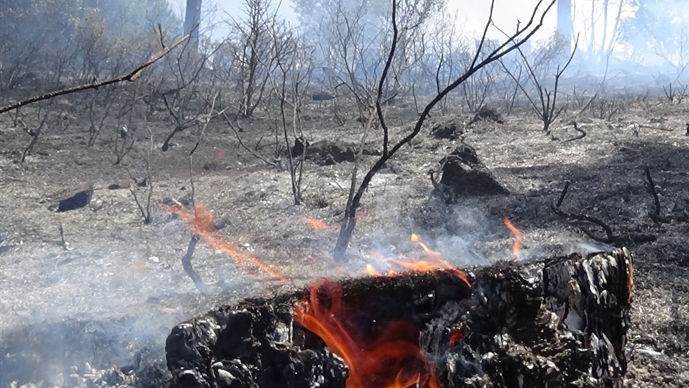 Ormanlık alanda çıkan yangında arı kovanları zarar gördü 