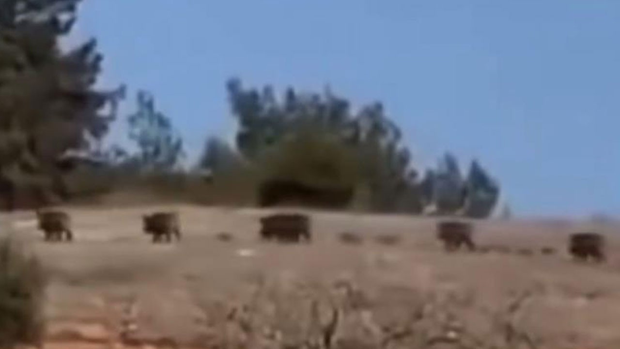 Ormanlık alanda görülen domuz sürüsü korkuttu
