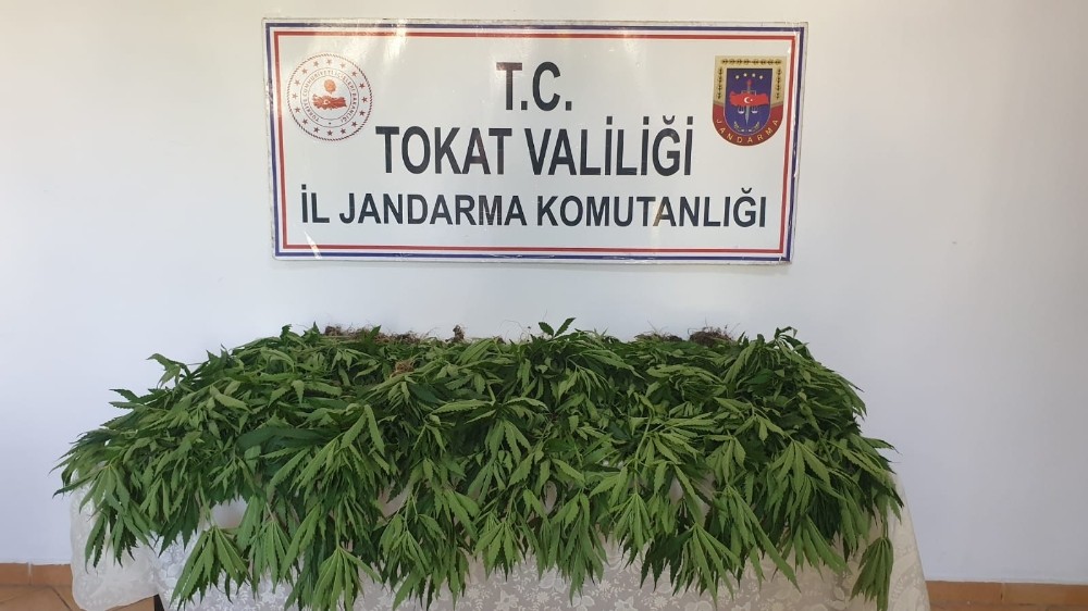 Ormanlık alanda Hint keneviri ele geçirildi 