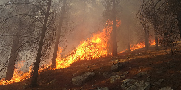 Ormanlık alanda korkutan yangın! Ekipler sevk edildi