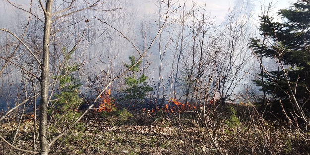 Ormanlık alanda korkutan yangın