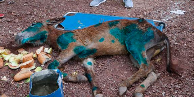 Ormanlık alanda ölüme terk edilen eşek kurtarılamadı