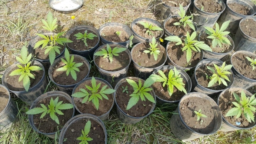 Ormanlık alanda saksıda yetiştirilen kenevirler jandarmaya takıldı 