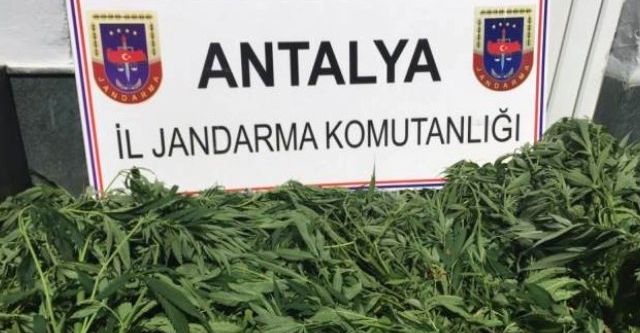 Ormanlık alanda uyuşturucu operasyonu