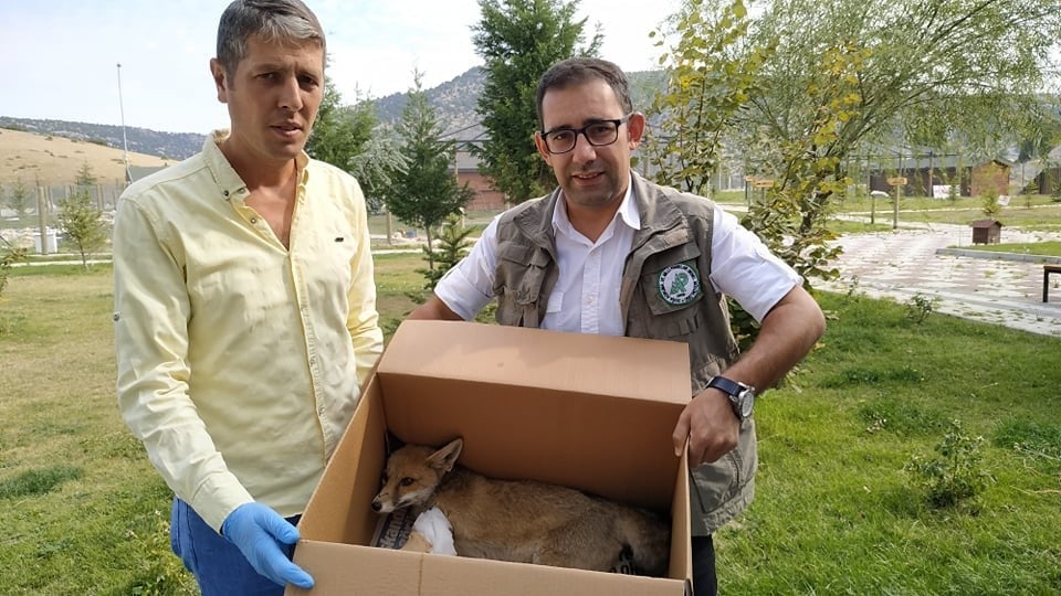 Ormanlık alanda yaralı olarak bulunan kızıl tilki tedavi altına alındı 