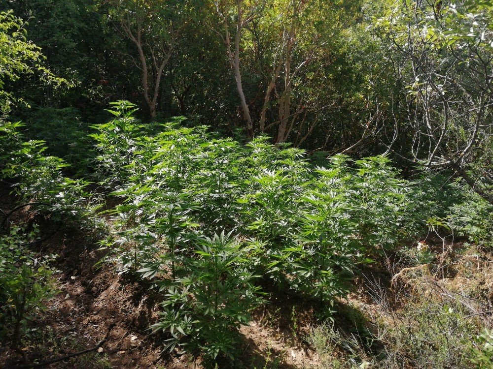 Ormanlık arazide bin 235 kök Hint keneviri ele geçirildi 
