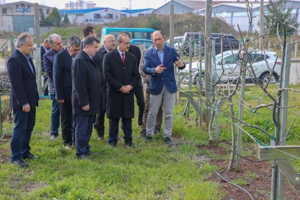 Örnek fındık bahçesi yeşillendi 