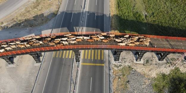 Örnek olmalı... Erzincan'a kurulan Türkiye'nin ilk ekolojik üst geçidi