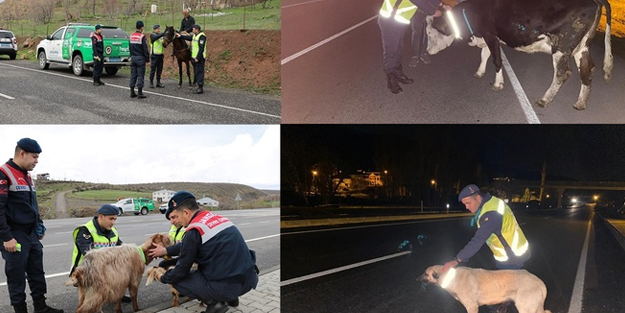 Örnek uygulama: Hayvanlar için reflektif tasma