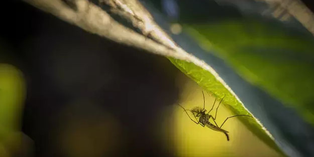 Avrupa'da bir virüs daha! Oropouche Virüsü nedir? Oropouche virüsü (OROV) belirtileri neler, tedavisi var mı?