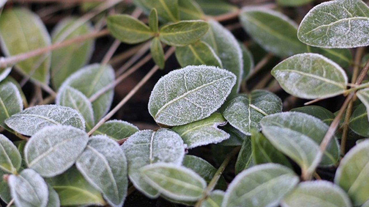 Orta Karadeniz'in iç kesimleri için 