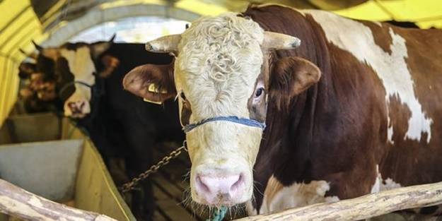 Ortalama kurbanlık fiyatlarını açıkladı