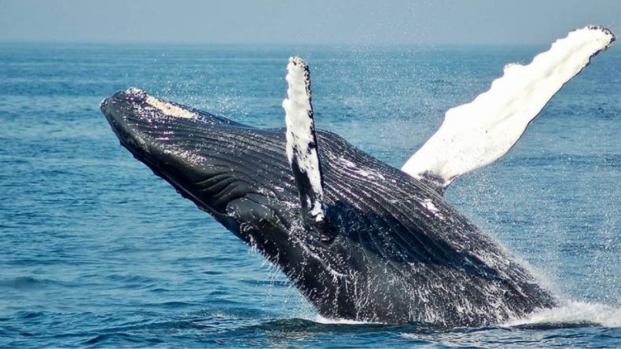 Ortalama yaşam süresi 70 yıl sanılıyordu, meğer 150 yaşına kadarmış!