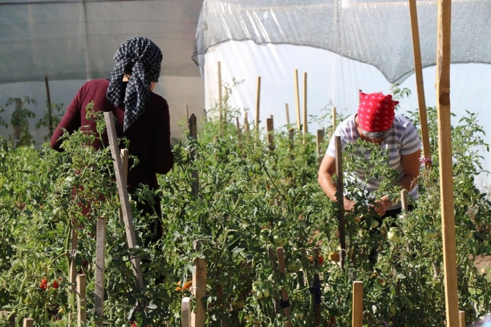 Örtü altı sebze yetiştiriciliği kursiyerleri emeklerinin karşılığını topladı 