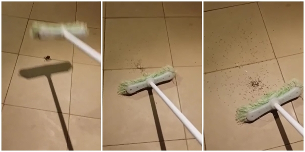 Örümceğe vurunca çil yavrusu gibi dağıldı! (VİDEO)