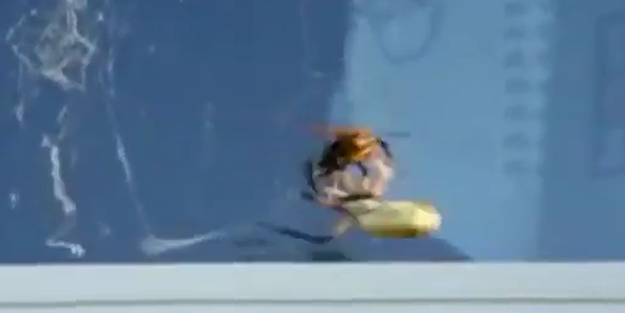 Örümcek eşşek arısını böyle avladı/VİDEO