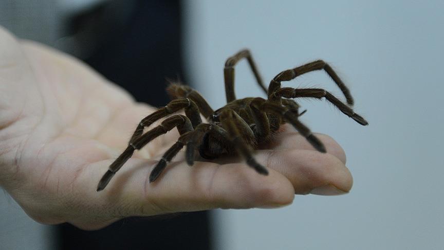 Örümceğin ısırdığı çocuk canını zor kurtardı