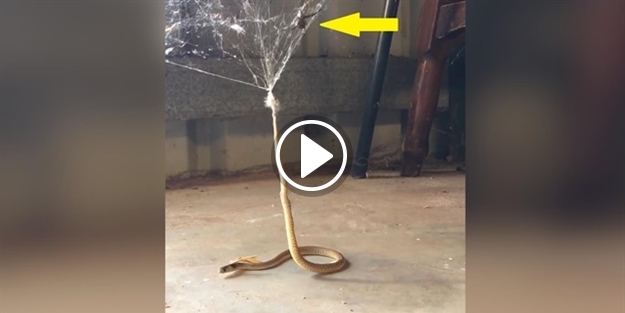 Örümcek ağına takılan yılanın çaresiz anları!