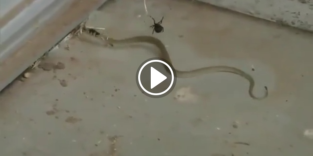 Örümcek ağına takılan yılanın felç geçirme anı