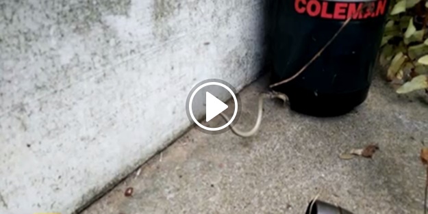 Örümcek ağına yılan düştü! Bakın neler oldu...