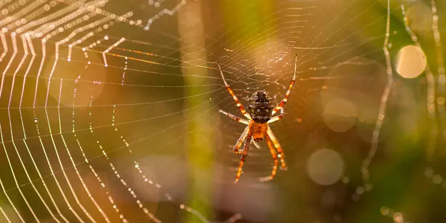 Örümcek bu yüzden eve geliyor! Haşereden kurtulmanın basit çözümü