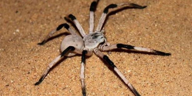 Örümcek öldüren adamı karısını öldürüyor sandılar
