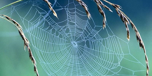 Örümcek zehrinden şifa çıktı