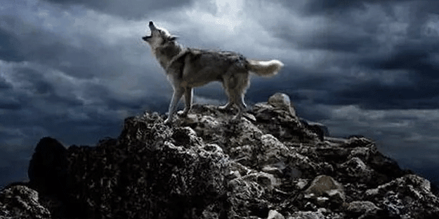 Osman Sınav bombayı duyurmuştu! Yalnız Kurt’un oyuncuları ve hikayesi belli oldu