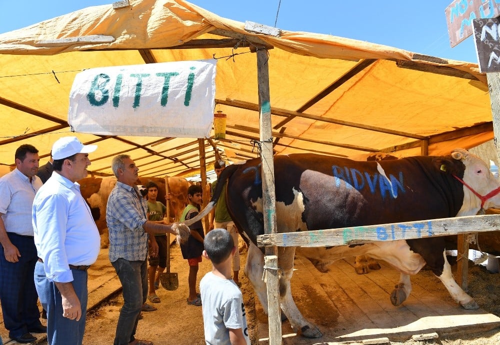 Osmangazi kurban bayramına hazır 