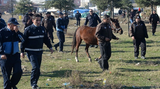 Osmangazi'de 'başıboş at' operasyonu