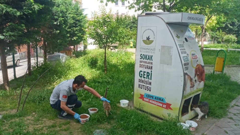 Osmangazi’de sokak hayvanları sahipsiz kalmadı 