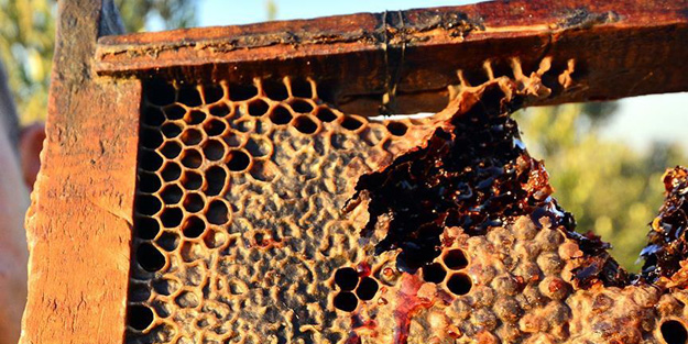 Kovandaki balın rengi şaşırttı!