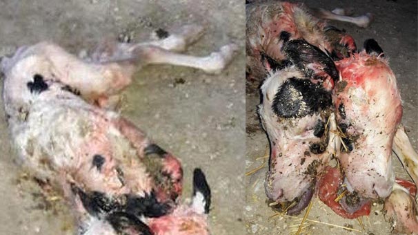 Osmaniye'de çift başlı doğan buzağının ömrü kısa oldu