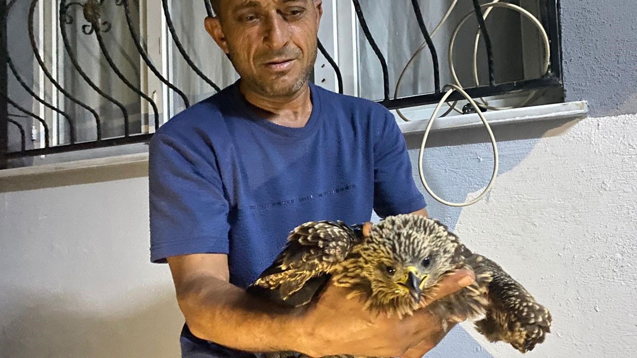 Osmaniye’de incir toplarken buldu! Bitkin şahine ciğer dürüm söyledi