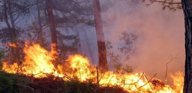 Osmaniye'de orman yangını