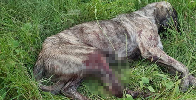 Osmaniye’de rahatsız ediyor diye köpeği tüfekle vurdu