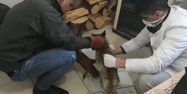 Tedavisi tamamlanan tilki doğaya salındı