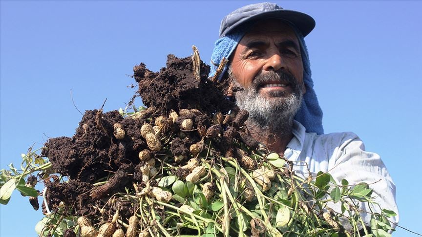 Osmaniye'de Yer fıstığı fiyatı çiftçiyi rahatlattı