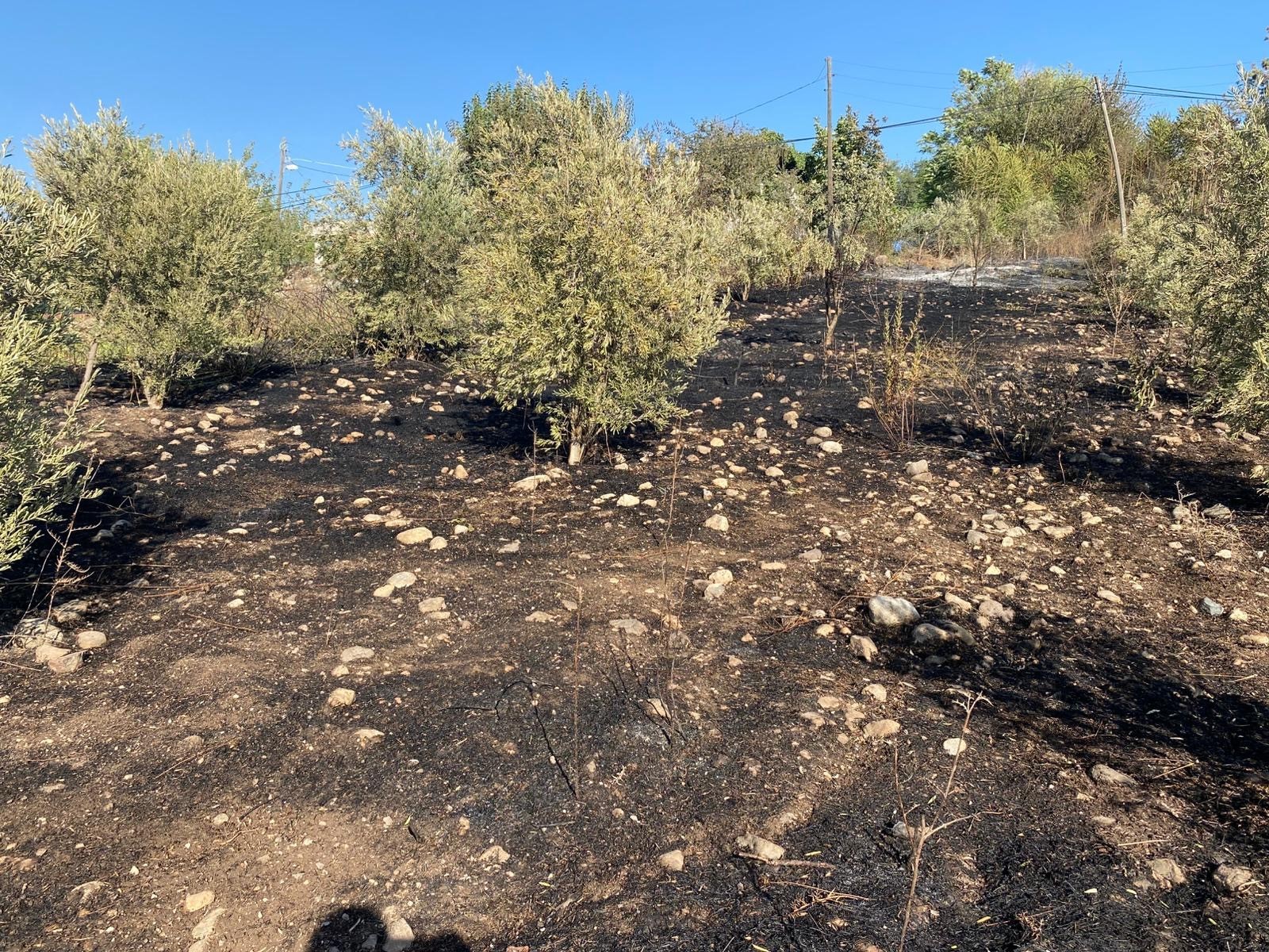 Osmaniye’de zeytinlik alanda çıkan yangın paniğe neden oldu