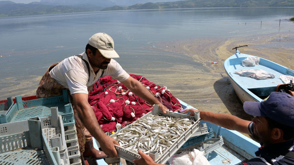 Osmaniye'den Avrupa'ya 300 ton balık ihracı