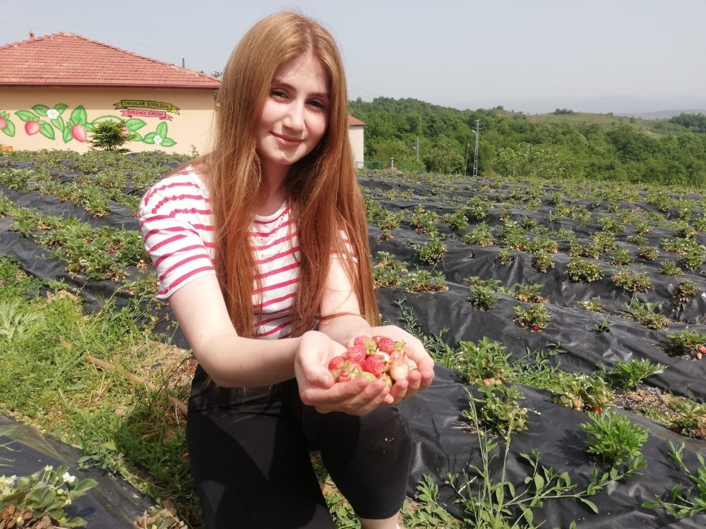 Osmanlı çileği ilk ürününü verdi 
