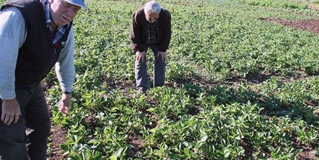 Osmanlı çileğine tonlarca talep! Tezgaha inmeden satılıyor