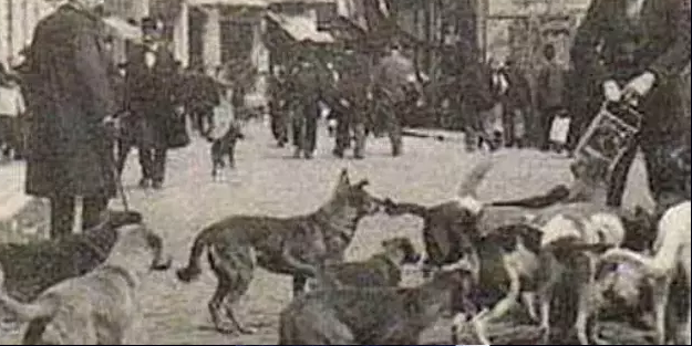 Osmanlı'da köpeklerini insan etiyle besleyen katilin kan donduran hikâyesi!