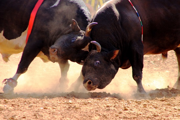Osmanlı’dan gelen Yörük geleneği