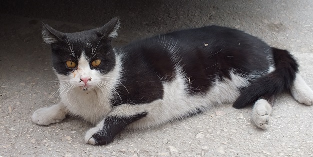 Otel girişinde bakılan sokak kedileri müşterilerin ilgi odağı oldu