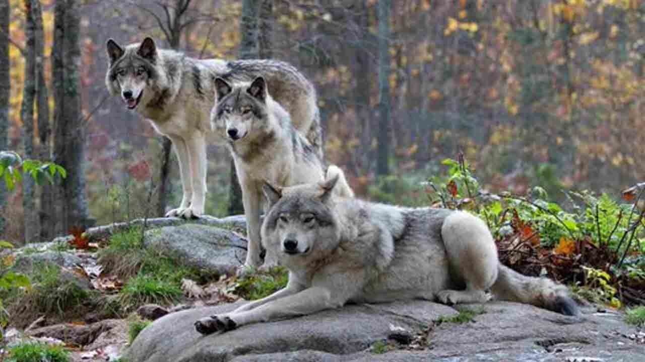 Ötenaziyle kurt katliamı: Hayvan hakları savunucuları isyan etti