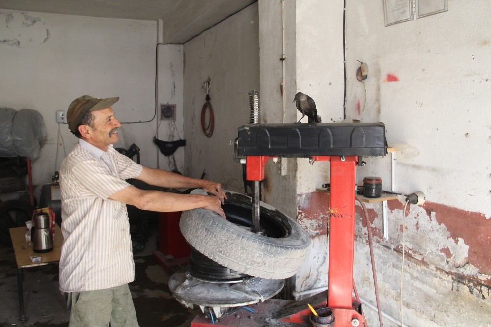 Oto lastikçinin kargayla dostluğu görenleri şaşırtıyor 