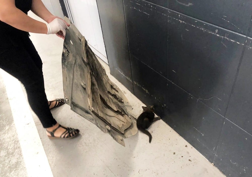 Oto servisinde kedi kurtarma operasyonu 