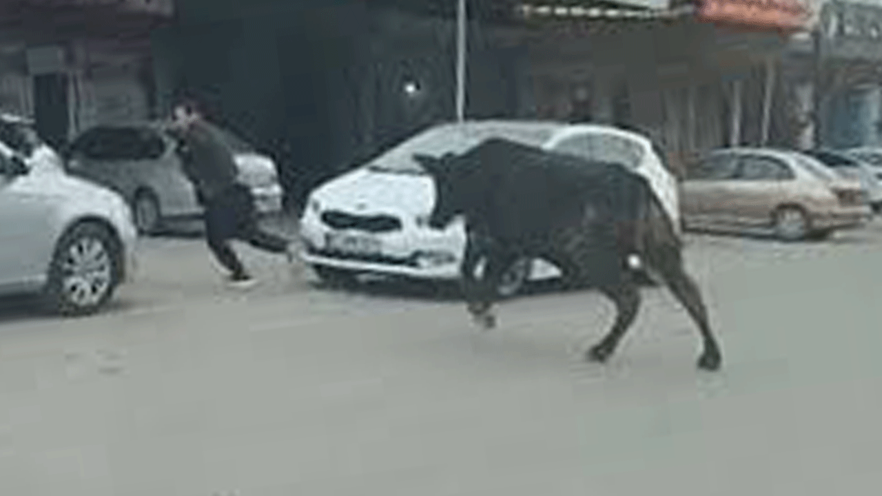 Otobüsü durduran boğa şoförü kovaladı