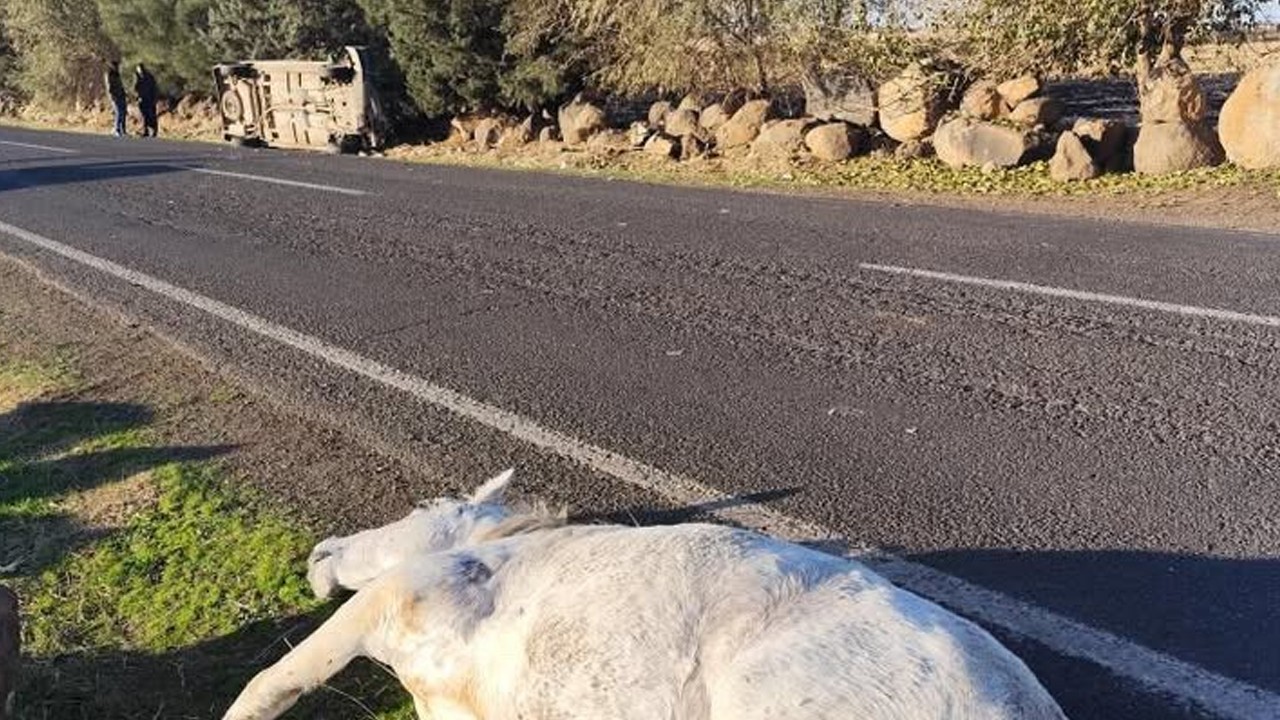 Otomobil aniden yola çıkan ata çarptı